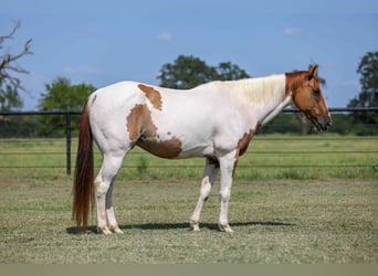 Paint Horse, Wallach, 10 Jahre, Tobiano-alle-Farben