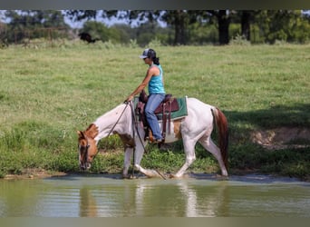 Paint Horse, Wallach, 10 Jahre, Tobiano-alle-Farben