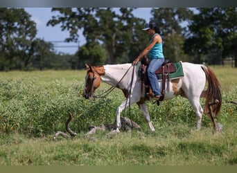 Paint Horse, Wallach, 10 Jahre, Tobiano-alle-Farben