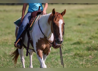 Paint Horse, Wallach, 10 Jahre, Tobiano-alle-Farben
