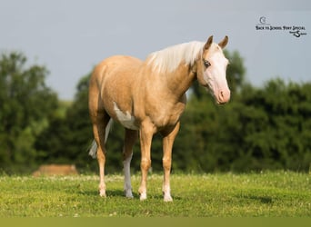 Paint Horse, Wallach, 11 Jahre, 145 cm, Schecke