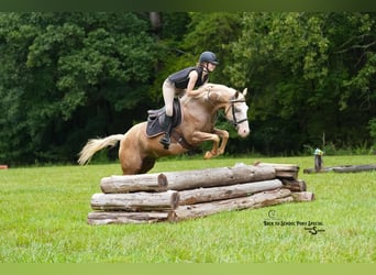 Paint Horse, Wallach, 11 Jahre, 145 cm, Schecke