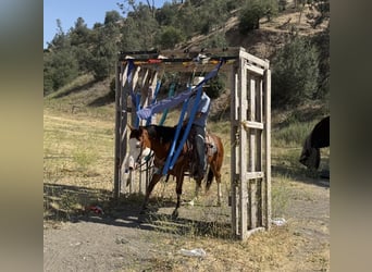 Paint Horse, Wallach, 11 Jahre, 147 cm, Overo-alle-Farben