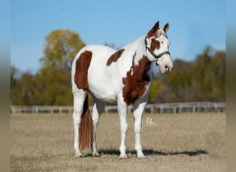 Paint Horse, Wallach, 11 Jahre, 147 cm, Rotfuchs