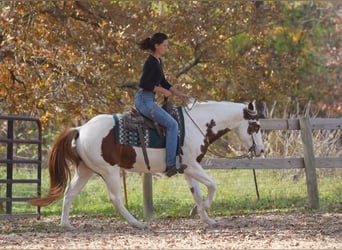 Paint Horse, Wallach, 11 Jahre, 147 cm, Rotfuchs