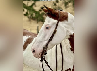 Paint Horse, Wallach, 11 Jahre, 150 cm, Overo-alle-Farben