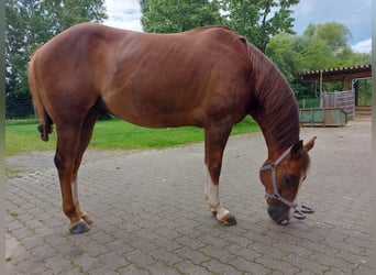 Paint Horse, Wallach, 11 Jahre, 151 cm, Fuchs