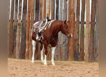 Paint Horse, Wallach, 11 Jahre, 152 cm
