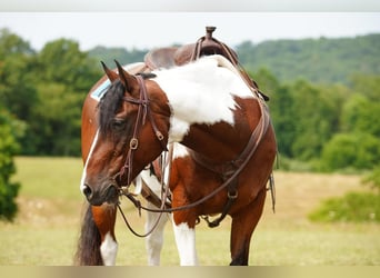 Paint Horse, Wallach, 11 Jahre, 152 cm, Rotbrauner