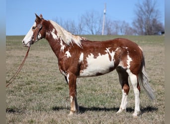 Paint Horse, Wallach, 11 Jahre, 155 cm, Overo-alle-Farben