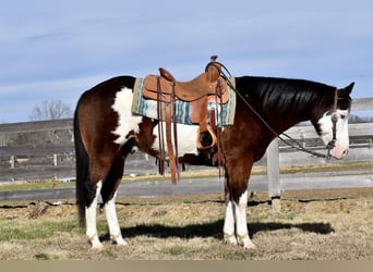 Paint Horse Mix, Wallach, 11 Jahre, 155 cm, Rotbrauner