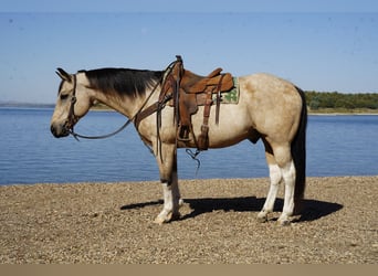Paint Horse, Wallach, 11 Jahre, 155 cm, Schecke