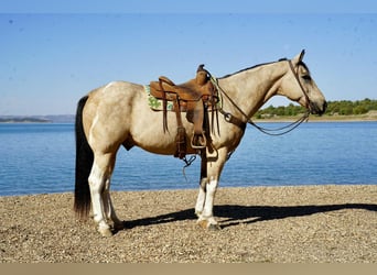 Paint Horse, Wallach, 11 Jahre, 155 cm, Schecke