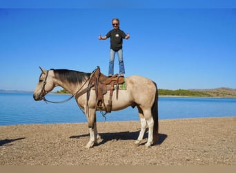 Paint Horse, Wallach, 11 Jahre, 155 cm, Schecke
