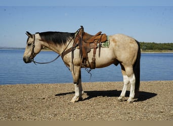Paint Horse, Wallach, 11 Jahre, 155 cm, Schecke