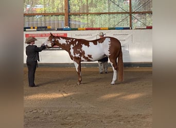 Paint Horse, Wallach, 11 Jahre, 162 cm, Overo-alle-Farben