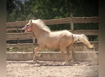 Paint Horse, Wallach, 11 Jahre, 165 cm, Palomino