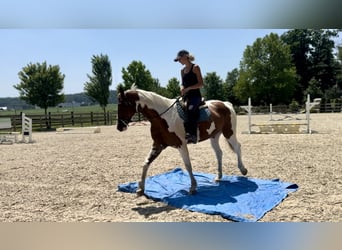 Paint Horse, Wallach, 11 Jahre, Schecke