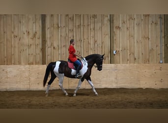Paint Horse, Wallach, 11 Jahre, Tobiano-alle-Farben