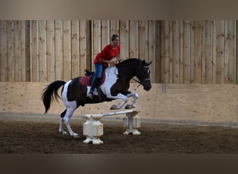 Paint Horse, Wallach, 11 Jahre, Tobiano-alle-Farben