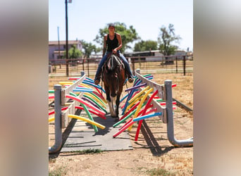 Paint Horse, Wallach, 11 Jahre, Tobiano-alle-Farben