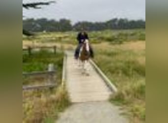Paint Horse, Wallach, 12 Jahre, 142 cm, Tobiano-alle-Farben