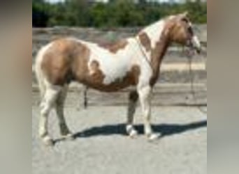 Paint Horse, Wallach, 12 Jahre, 142 cm, Tobiano-alle-Farben