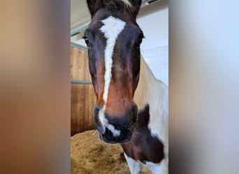 Paint Horse, Wallach, 12 Jahre, 146 cm, Tobiano-alle-Farben