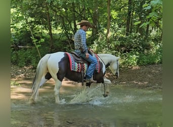 Paint Horse, Wallach, 12 Jahre, 147 cm