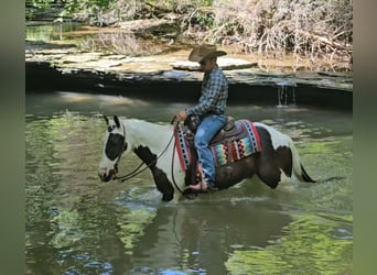 Paint Horse, Wallach, 12 Jahre, 147 cm
