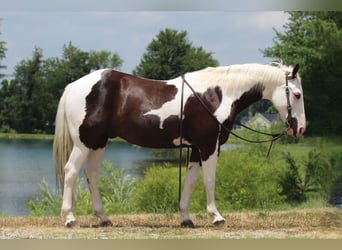 Paint Horse, Wallach, 12 Jahre, 147 cm