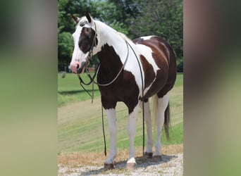 Paint Horse, Wallach, 12 Jahre, 147 cm