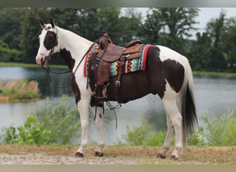 Paint Horse, Wallach, 12 Jahre, 147 cm