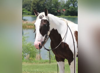 Paint Horse, Wallach, 12 Jahre, 147 cm