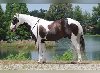 Paint Horse, Wallach, 12 Jahre, 147 cm