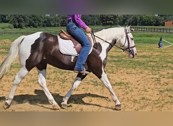 Paint Horse, Wallach, 12 Jahre, 147 cm