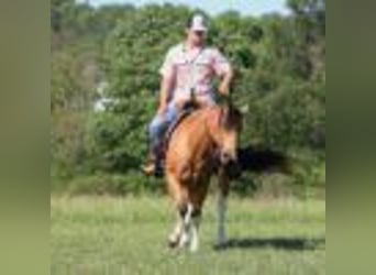 Paint Horse, Wallach, 12 Jahre, 150 cm, Buckskin