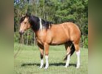 Paint Horse, Wallach, 12 Jahre, 150 cm, Buckskin