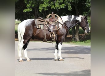 Paint Horse, Wallach, 12 Jahre, 152 cm, Tobiano-alle-Farben