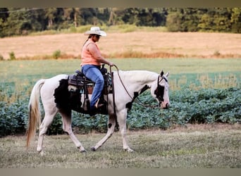 Paint Horse, Wallach, 12 Jahre, 152 cm, Tobiano-alle-Farben