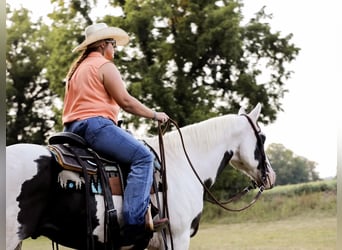 Paint Horse, Wallach, 12 Jahre, 152 cm, Tobiano-alle-Farben