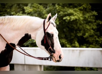 Paint Horse, Wallach, 12 Jahre, 152 cm, Tobiano-alle-Farben