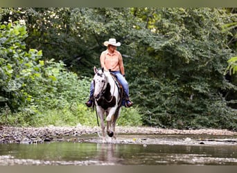 Paint Horse, Wallach, 12 Jahre, 152 cm, Tobiano-alle-Farben