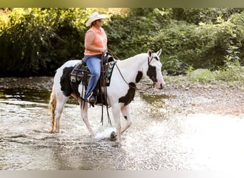 Paint Horse, Wallach, 12 Jahre, 152 cm, Tobiano-alle-Farben