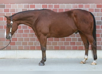 Paint Horse, Wallach, 12 Jahre, 155 cm, Brauner