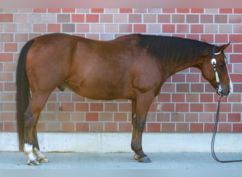Paint Horse, Wallach, 12 Jahre, 155 cm, Brauner