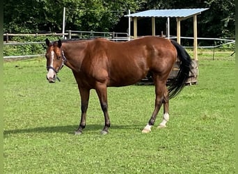 Paint Horse, Wallach, 12 Jahre, 155 cm, Brauner