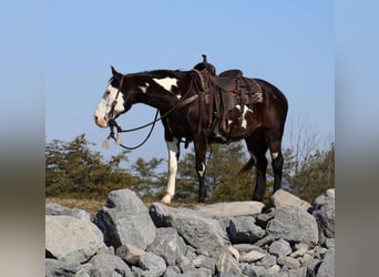 Paint Horse, Wallach, 12 Jahre, 155 cm, Overo-alle-Farben