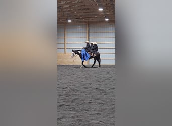 Paint Horse, Wallach, 12 Jahre, 155 cm, Overo-alle-Farben