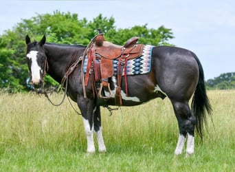 Paint Horse, Wallach, 12 Jahre, 157 cm, Rappe
